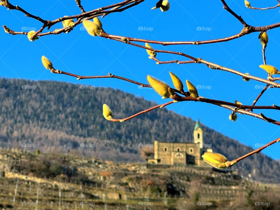 Plants.  Italy.  Tirano.  On the mountain stands the ancient castle of Castello Grumello.  Vineyards grow all over the mountain and begin to turn green.  In the foreground is a tree branch with swollen buds