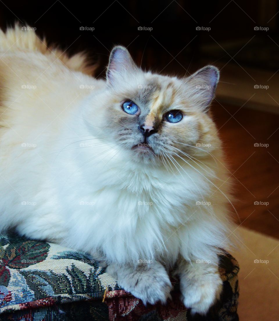 Ragdoll cat