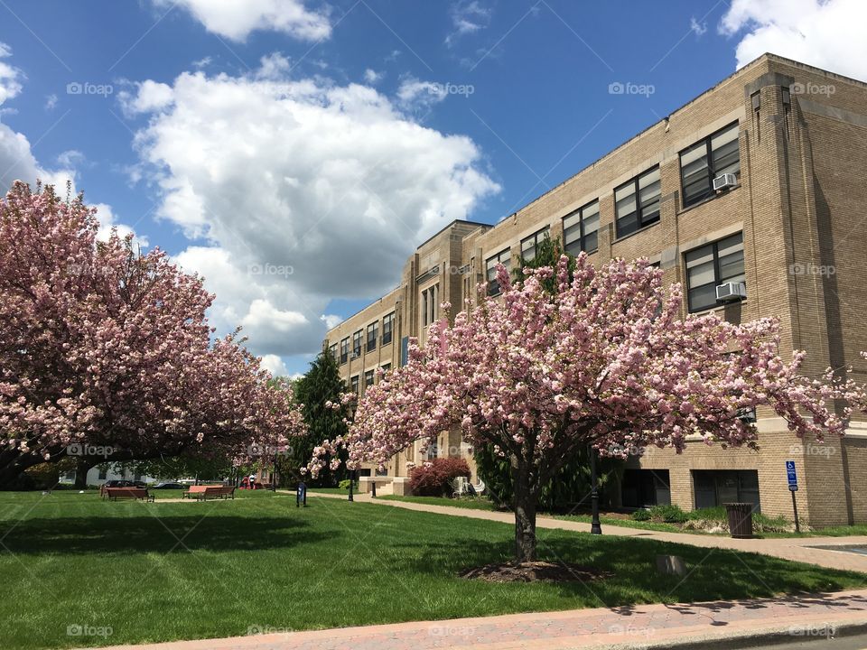 Japanese ornamental cherry