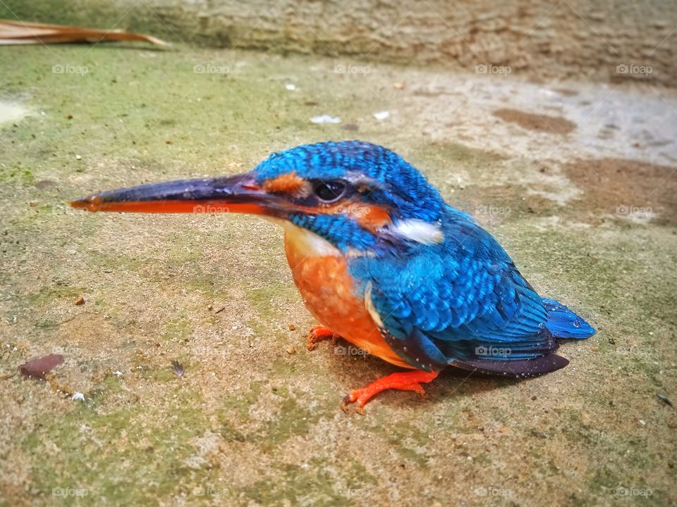 Kingfisher