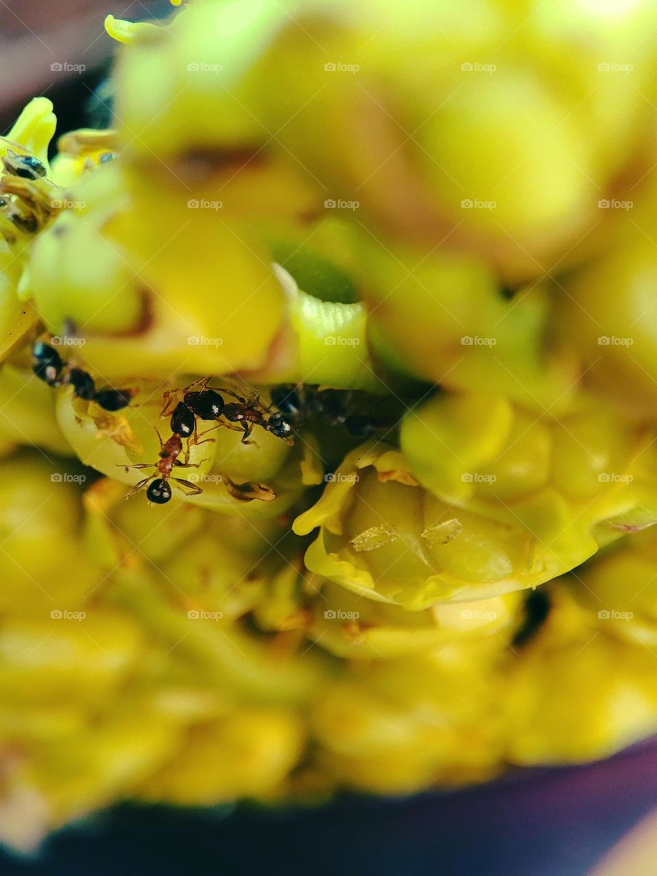 Ants on a plant