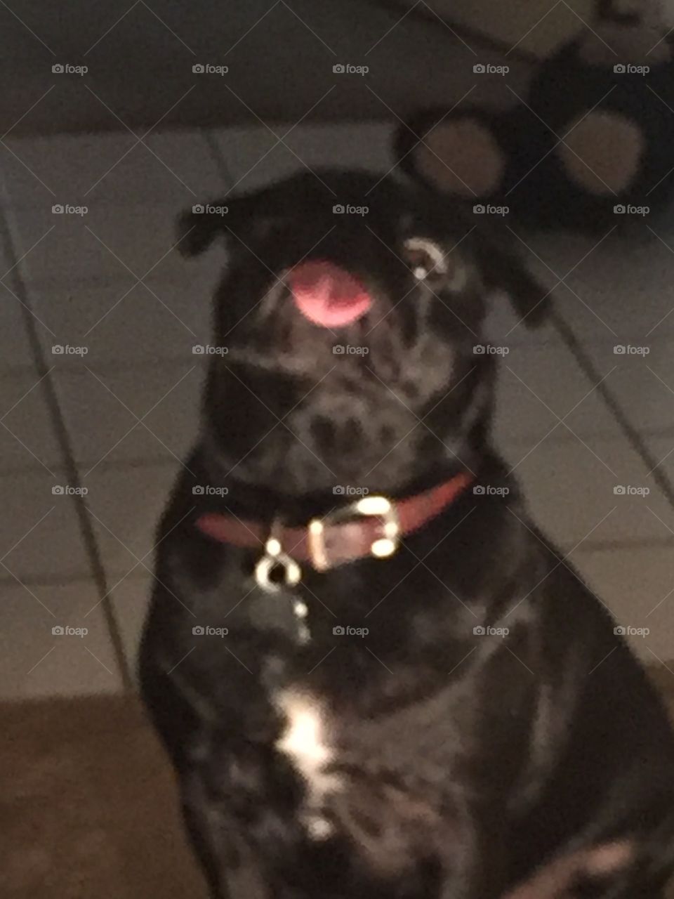 Quick Shot of Pug with Funny Face and Tongue Out 