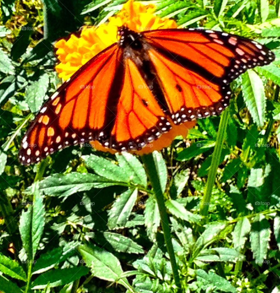 Garden Monarch