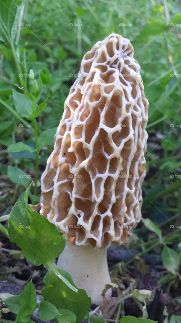 Morel