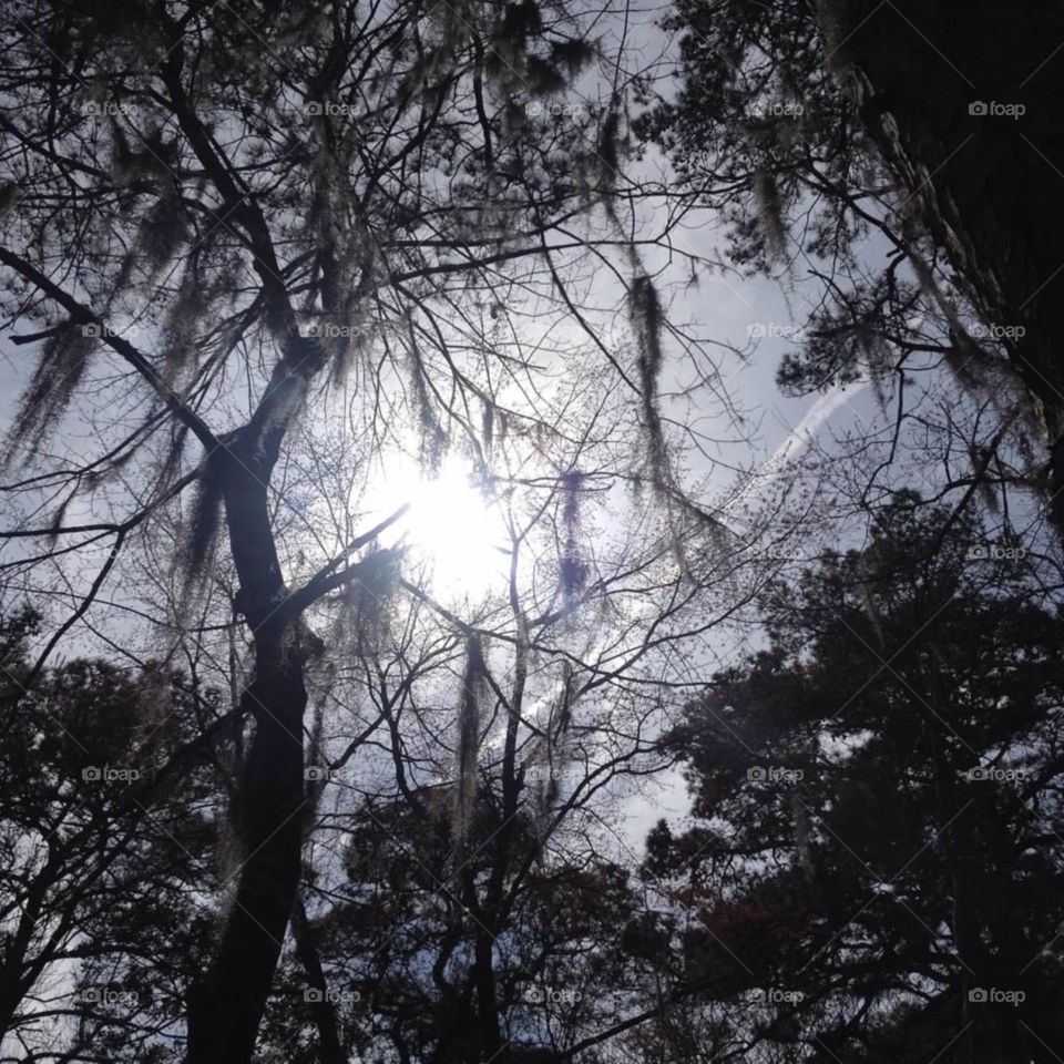 Sun in the trees