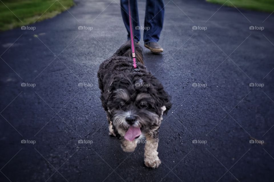 Happy Dog