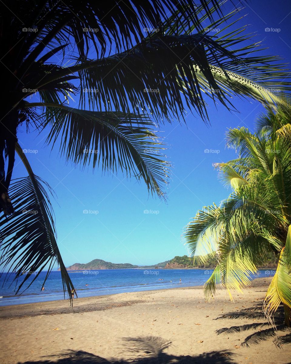 Costa Rica beach, Palm trees