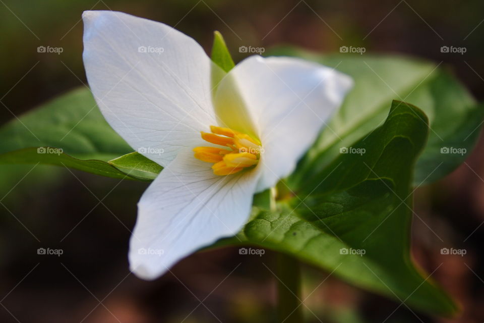 Trillium Blossom