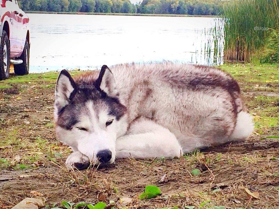 Incredible Husky Dogs