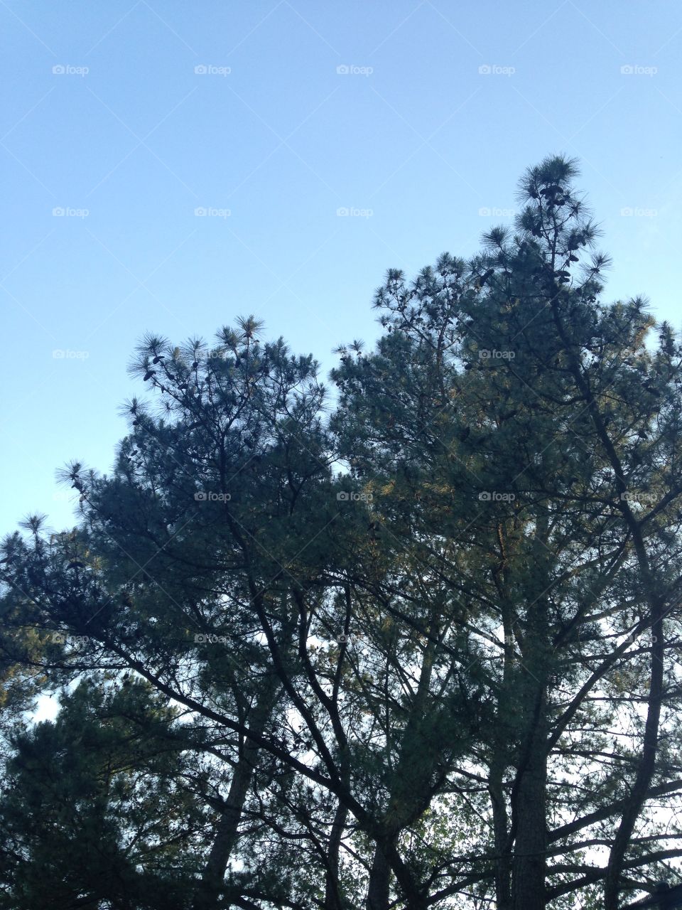 Pines growing tall. Pine trees in the sky