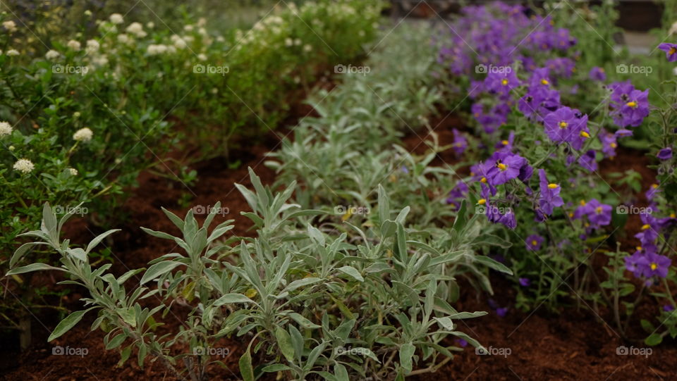 Sage in a garden