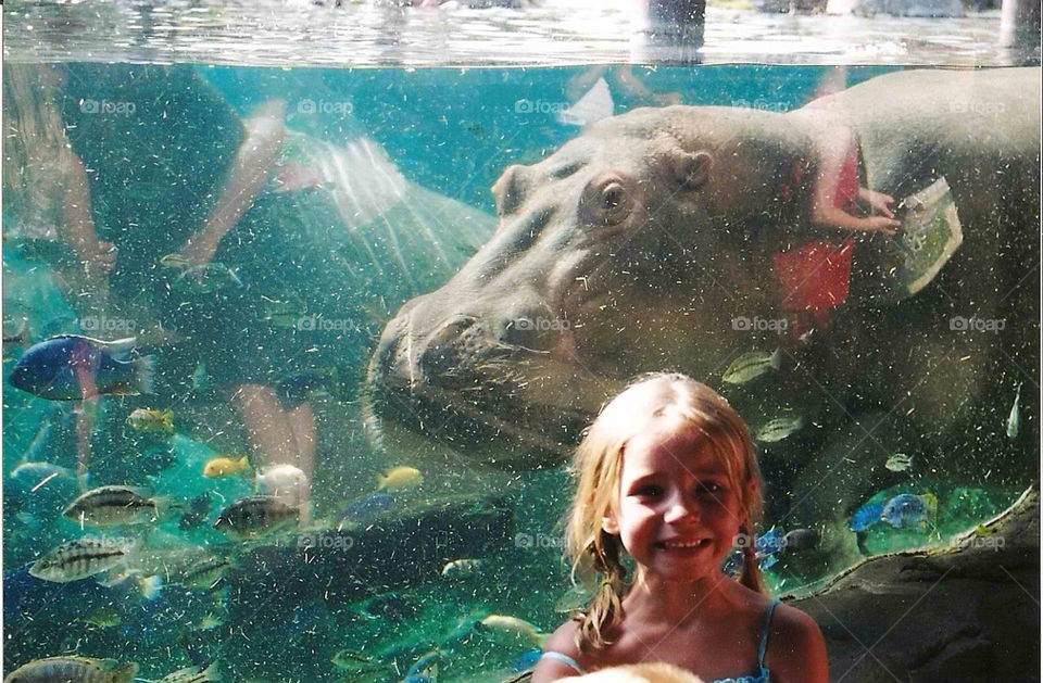 water zoo hippo busch gardens by ezdrossi