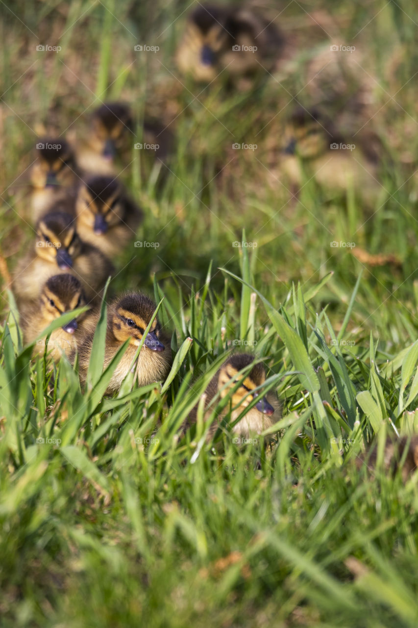 a portrait of a row of young ducklings walking behind the mother duck in tall grass.