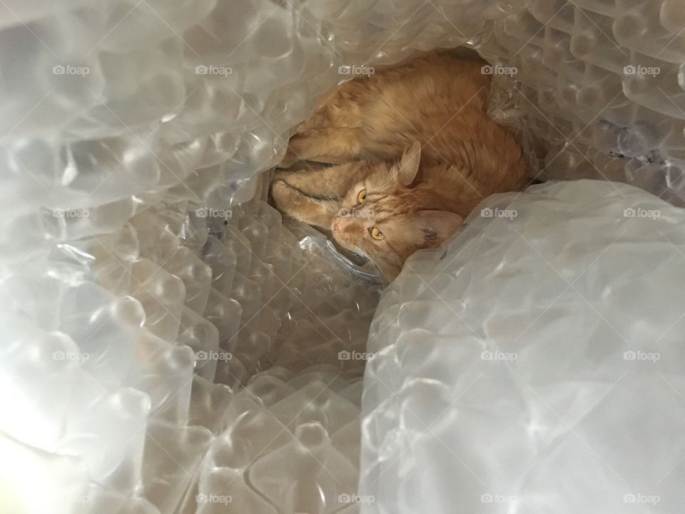 Bubble cat