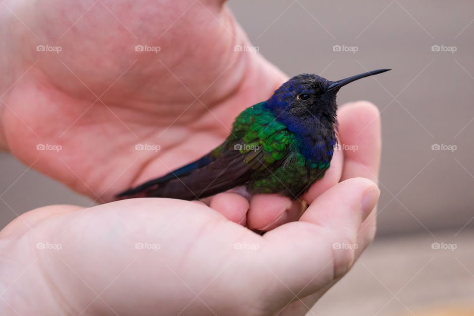 Person holding rescued sunbird