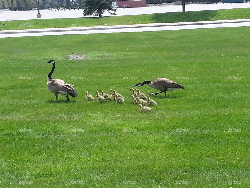 Goose family