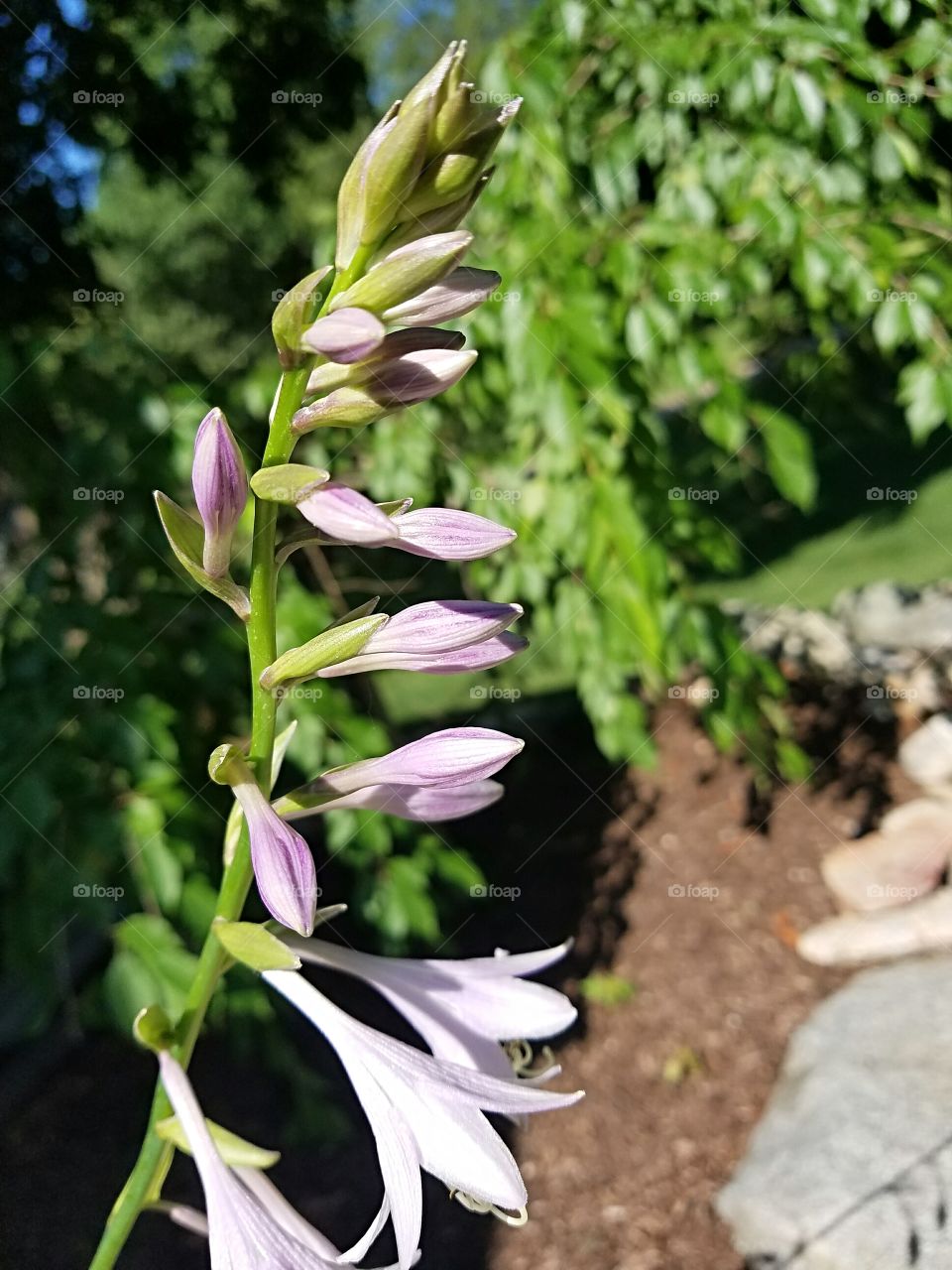 flowering hosta