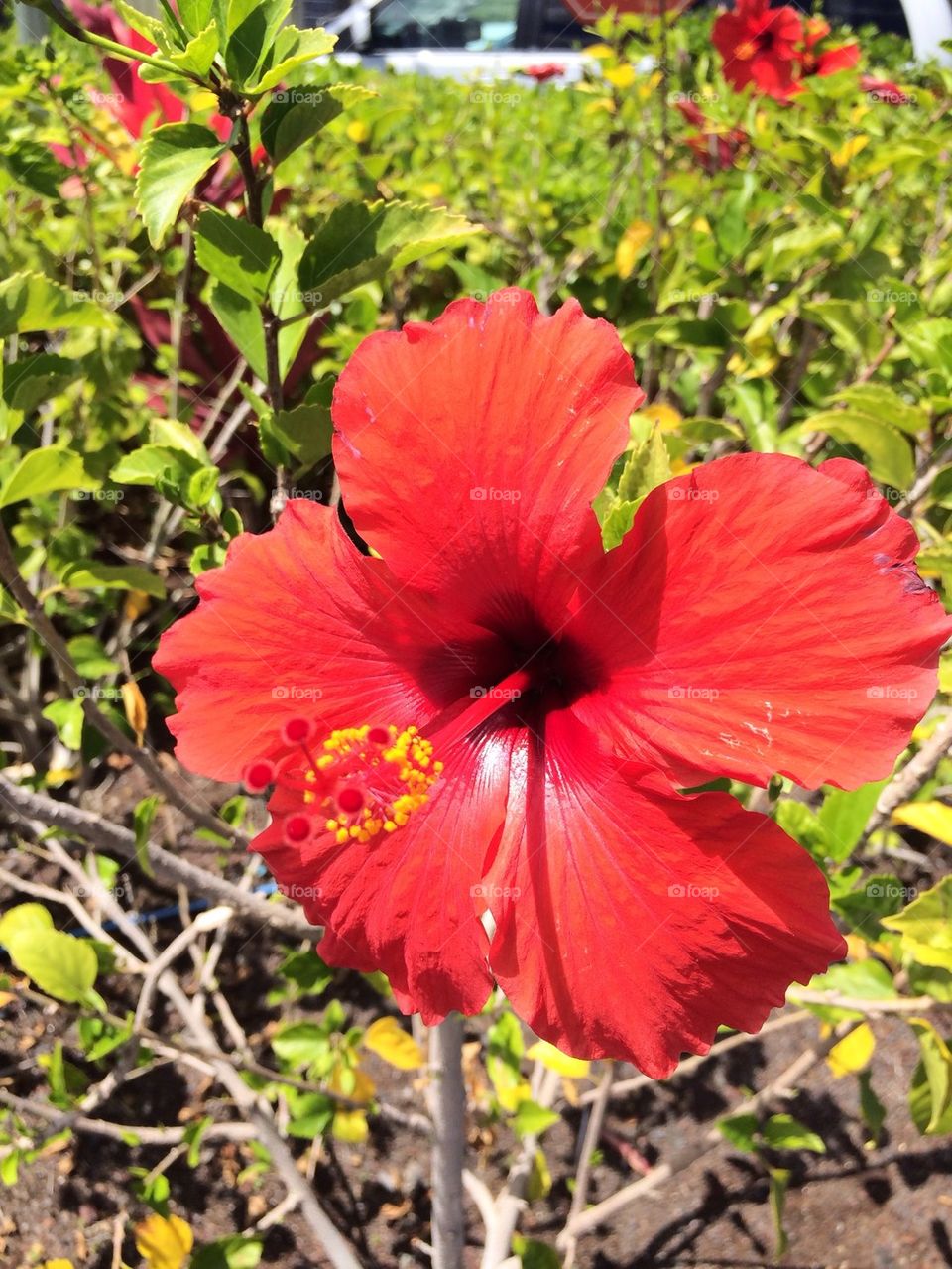 Red hibiscus 
