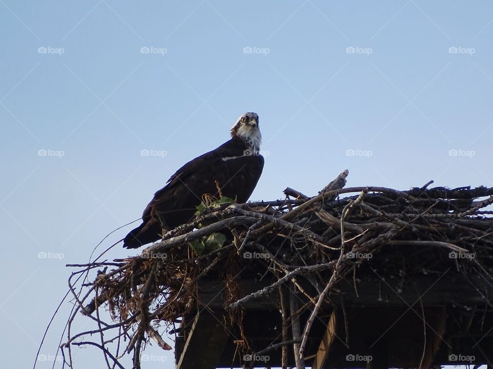 Eagle and nest