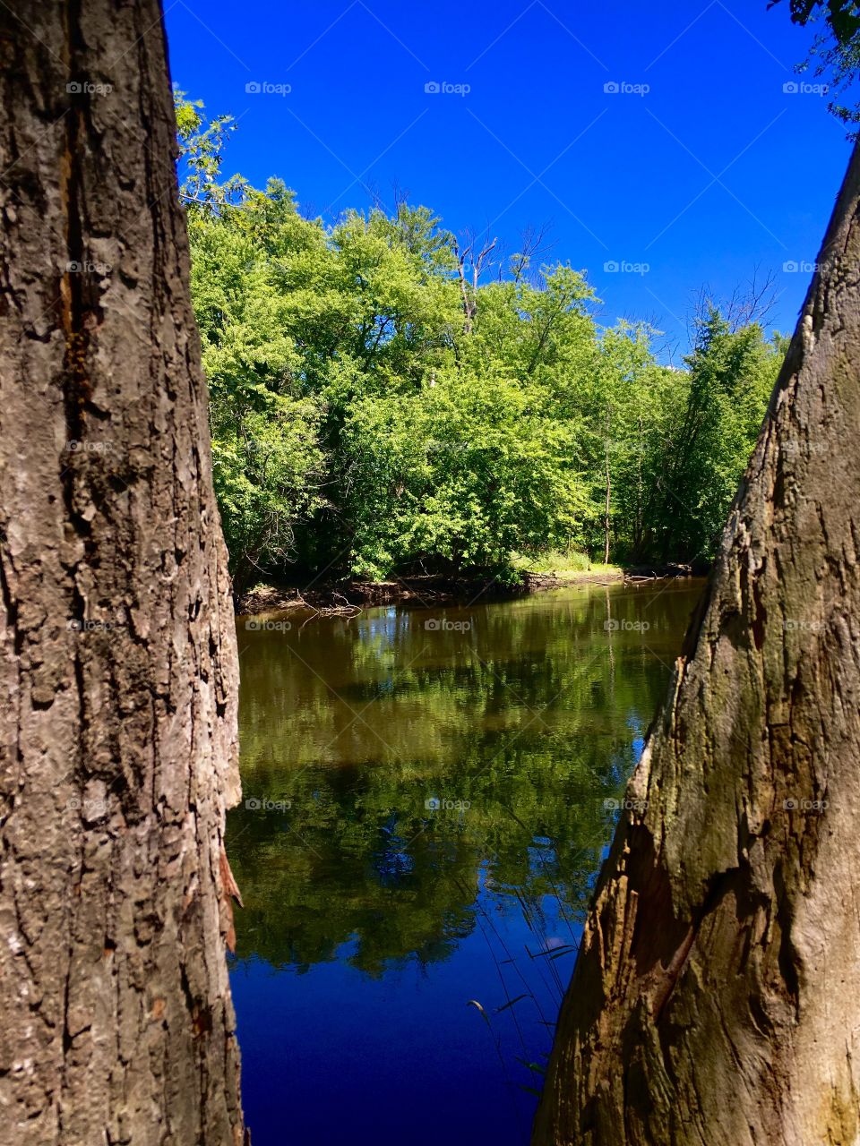 River thru a tree