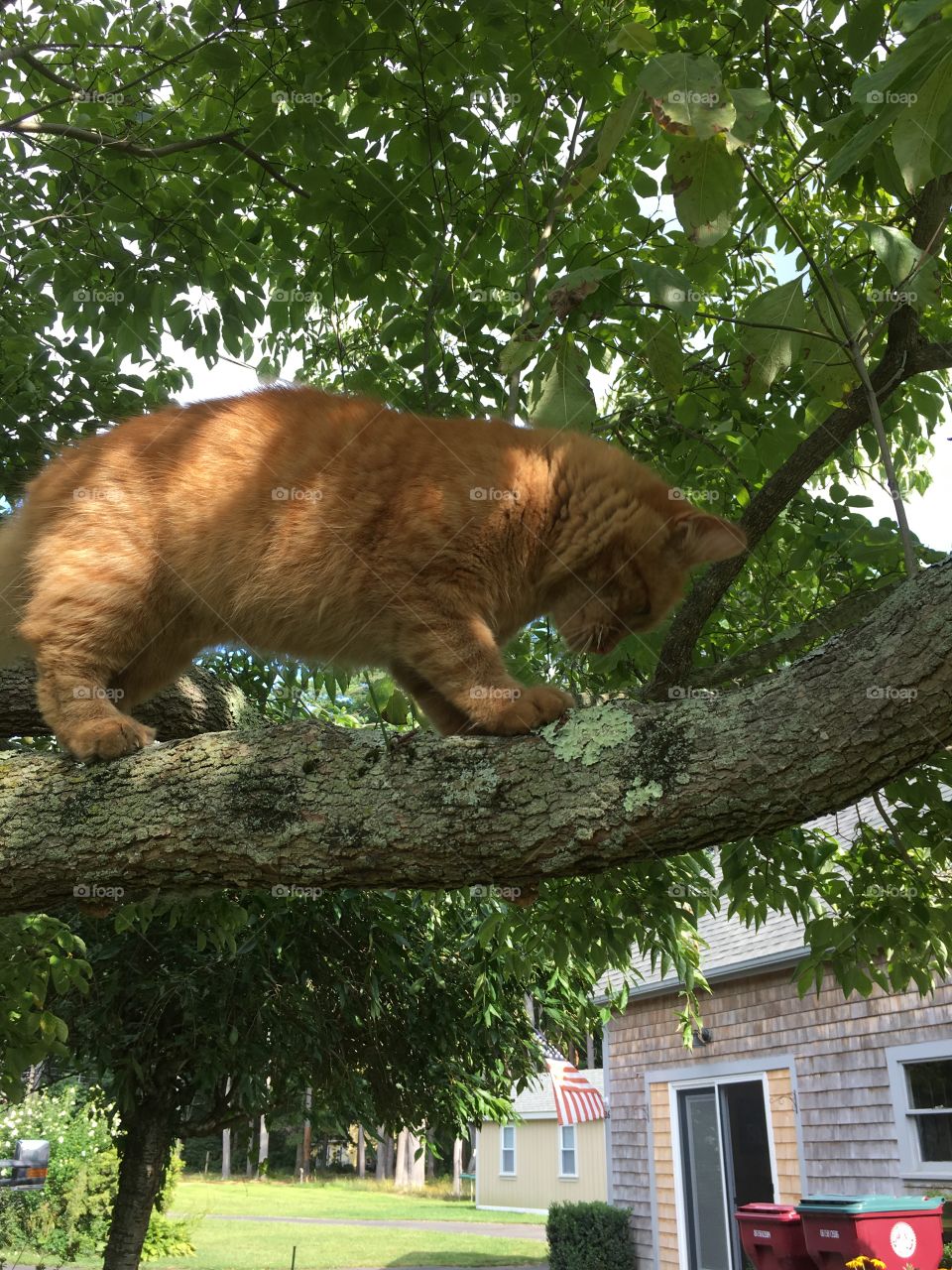 Orange Cat About to Jump from a Tree