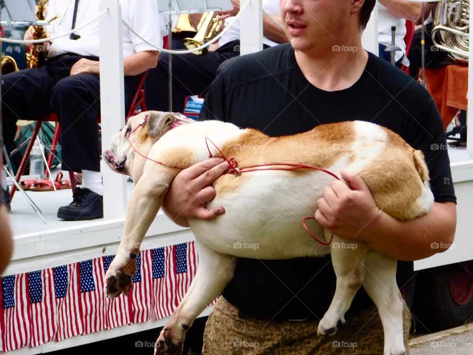 This dog was so lazy that he made his owner carry him every where they went.