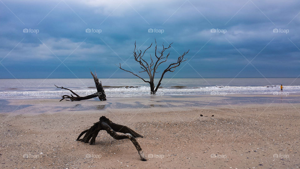 Botany Bay. A view of the natural Botany Bay beach's "Bone Yard".