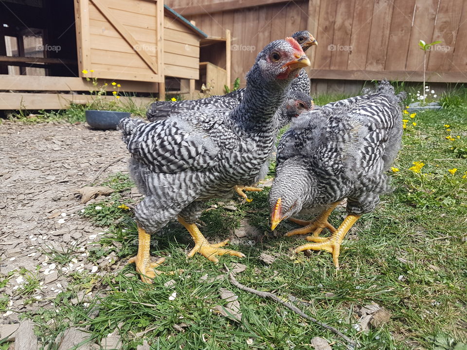 barred Plymouth rock chicks, rooster and hens