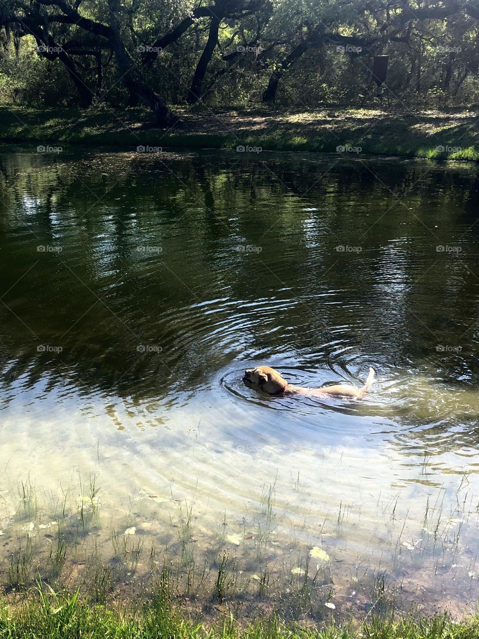 Our rescue dog, Penny, swimming in our pond at the ranch in Texas, cooling off from the hot, sweltering days here ☀️