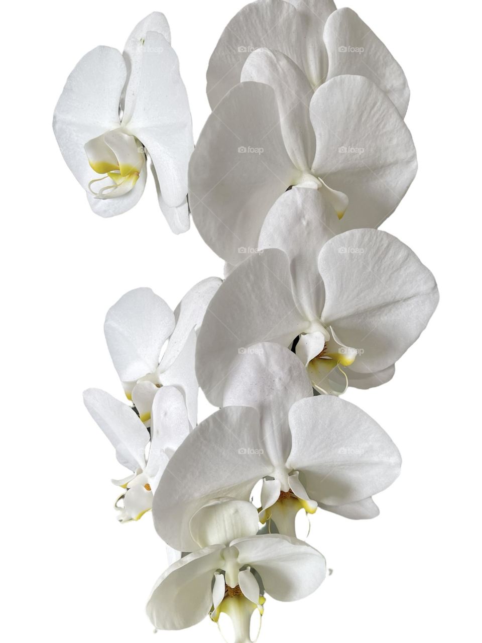 White orchid 