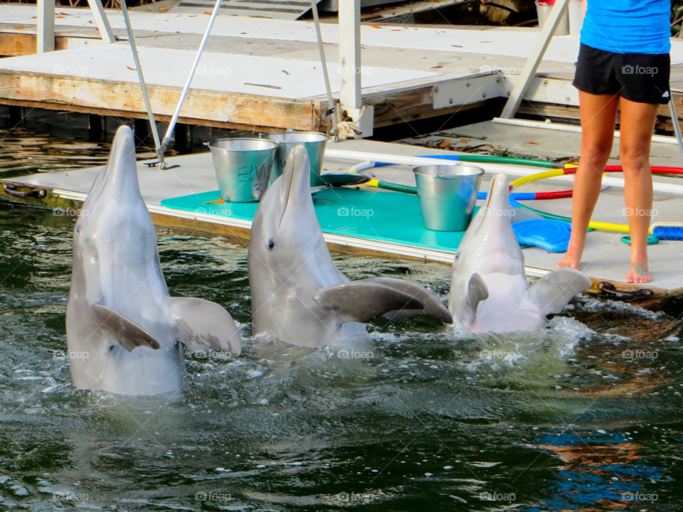 florida water animals dolphin by wme