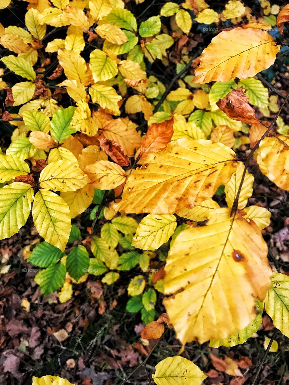 Autumn leaves 🍁 🍃🍂🌿