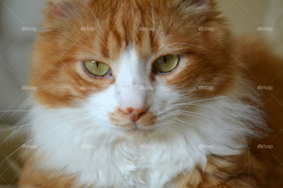 Cat, Cute, Portrait, Eye, Fur