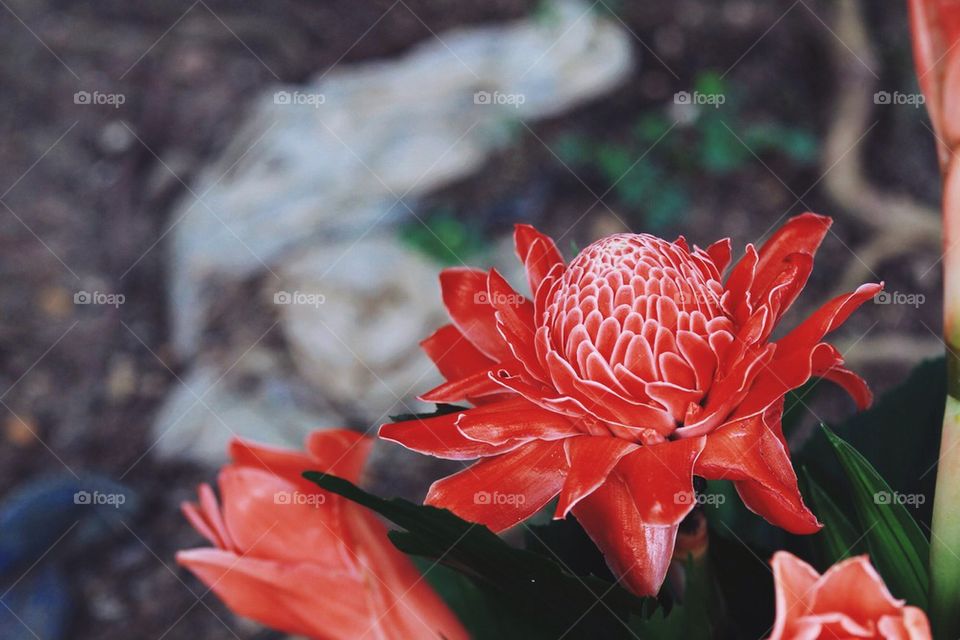 Red flower