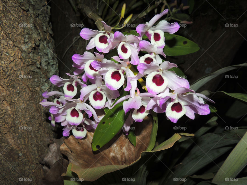 Dendrobium epiphytic orchids in bloom