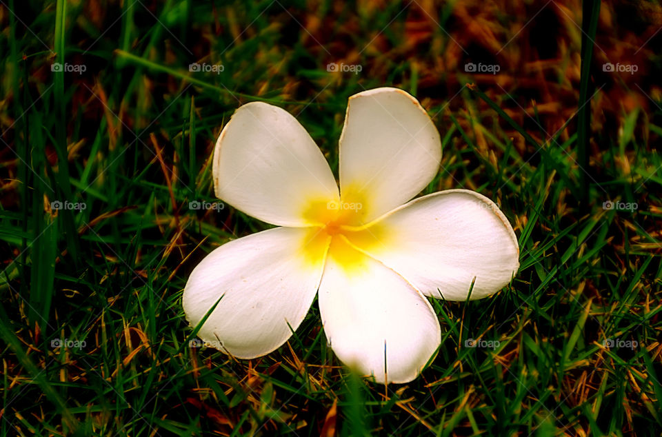 white flower