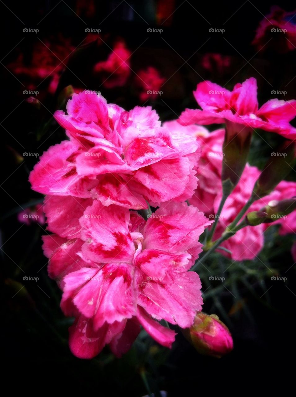 Pink carnatia flowers