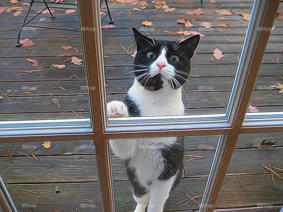 Let me in!. Cat wants in house