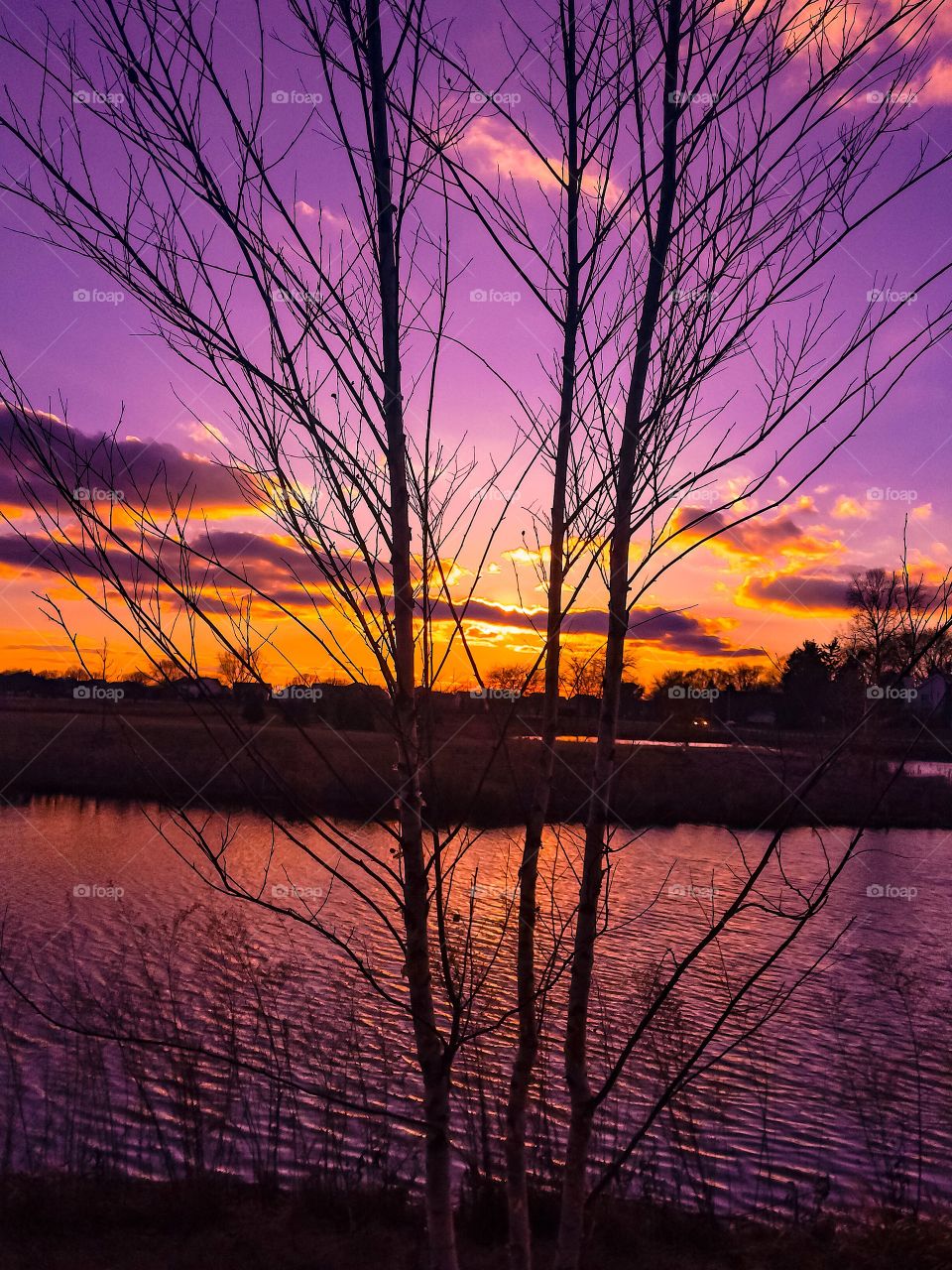 Breathtaking sunset between the twiggy branches of a leafless young tree, the pink and orange sky casts its colorful reflection on the lake below it. 