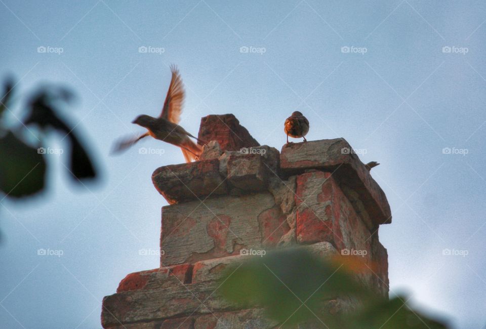 Some birds sitting on a chimney, enjoying the sunset. Suddenly, on of them decided to fly away! That moment of freedom was captured and froze in time . I was so proud to be part of that magic moment