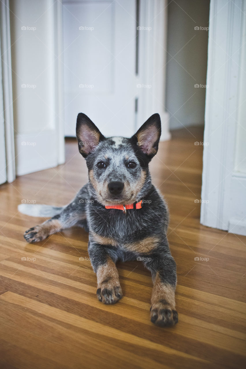 Dog, Pet, Mammal, Canine, Portrait