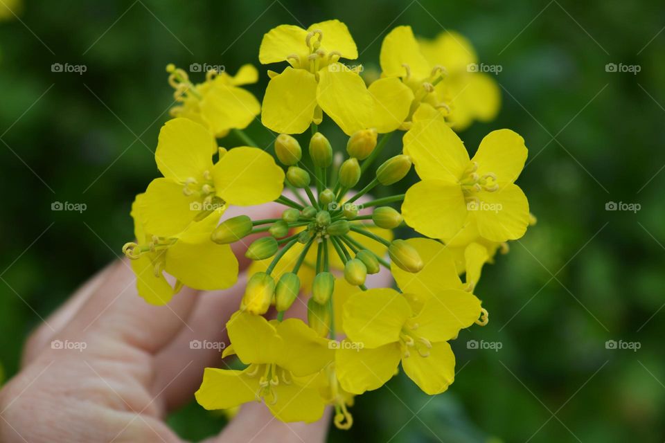 yellow flowers rapeseed and person hand nature lover