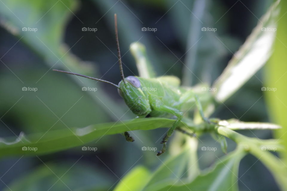 a green grashopper