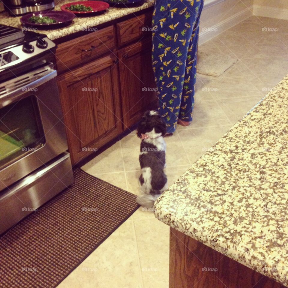 Waiting . Pup waiting for something to drop 