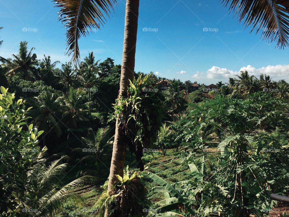 Palm, Tree, No Person, Tropical, Travel