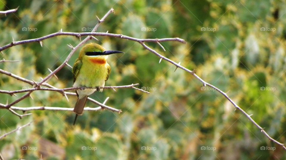 beautiful bee eater