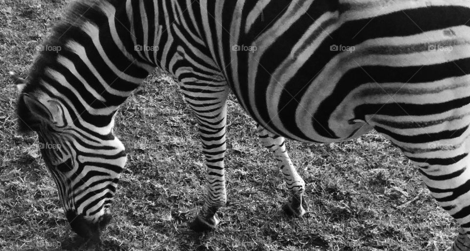 Black and white Zebra Love