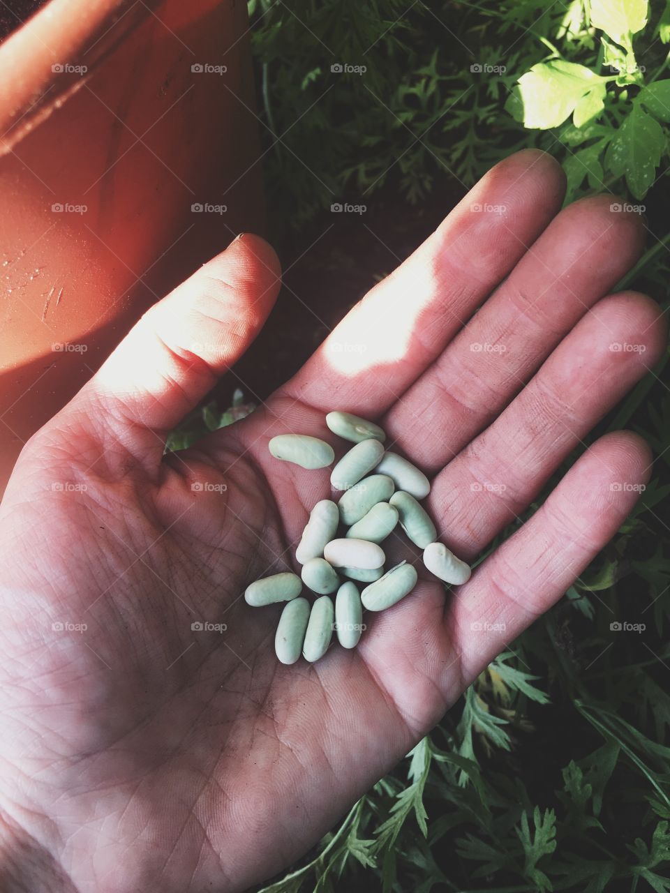 Enchanted beans hoping to grow a bean stalk