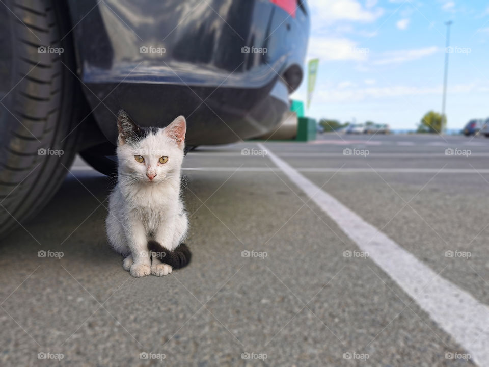Cute kitten sitting on the floor beside the car at the car park area on blurred background with copy space on the right side.