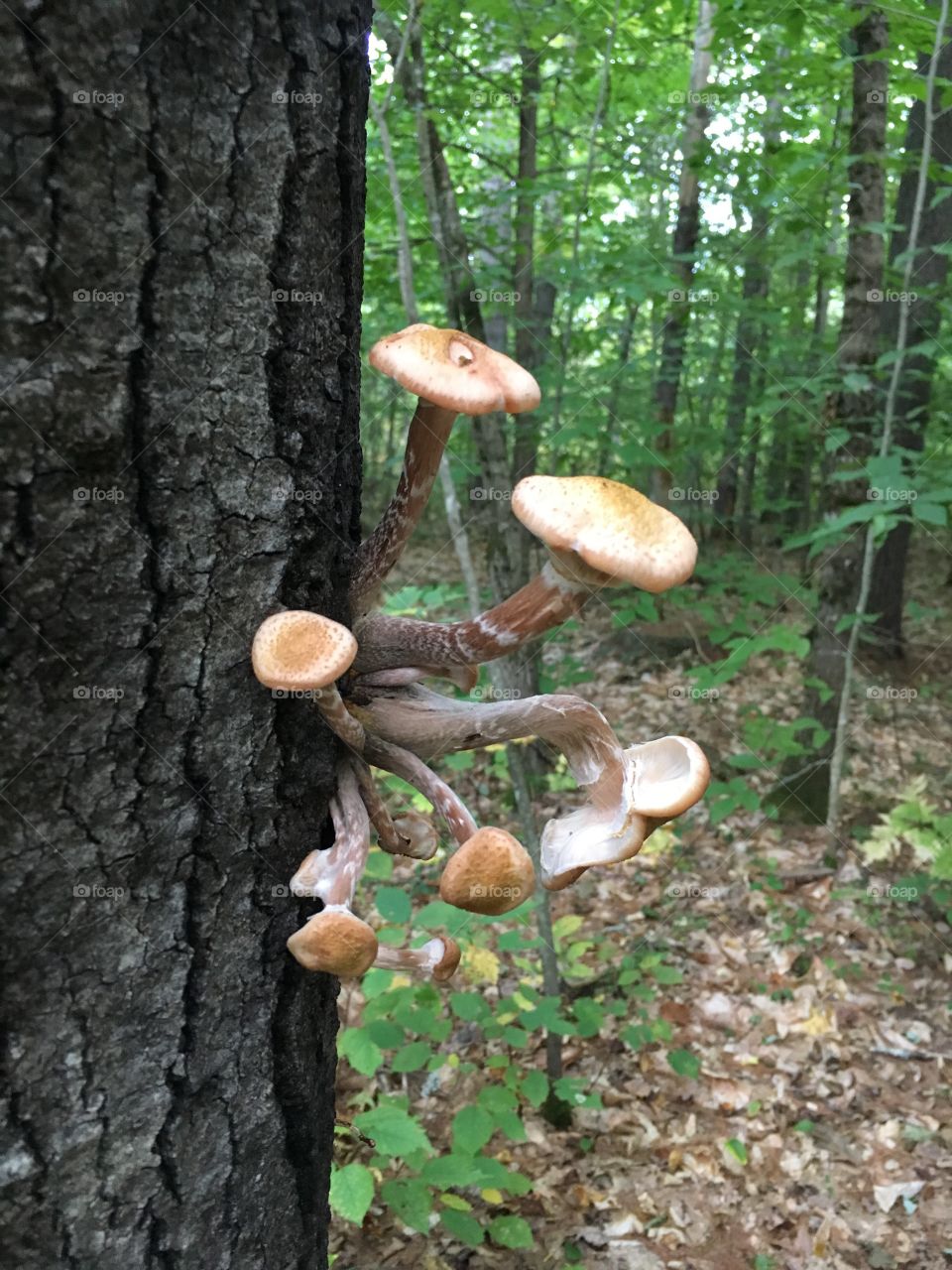 Wood, Nature, Fungus, Mushroom, Fall